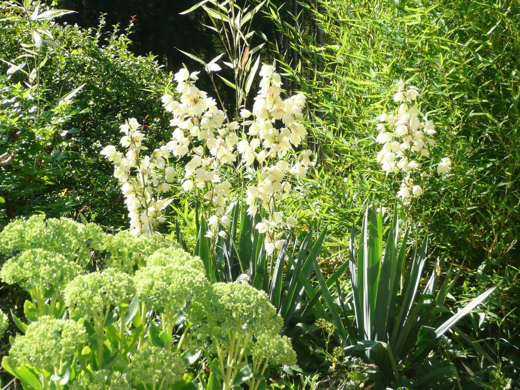 Bed and Breakfast Au Palton Raon-aux-Bois Esterno foto