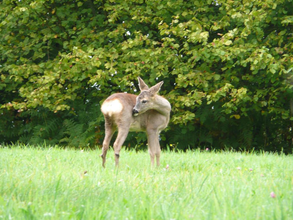 Bed and Breakfast Au Palton Raon-aux-Bois Esterno foto
